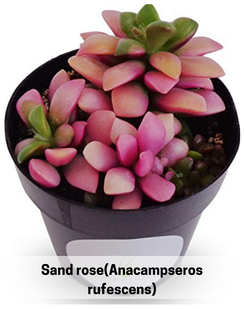 Plantogallery Sand rose(Anacampseros rufescens) succulent plant