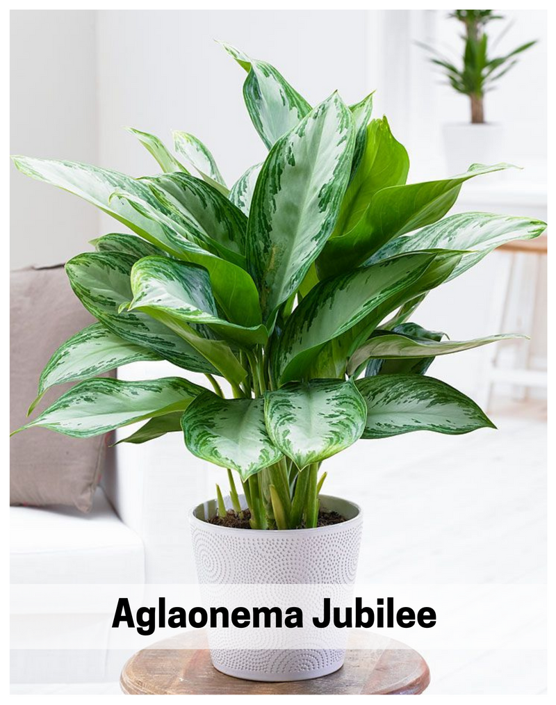 aglaonema-jubilee-indoor-plant
