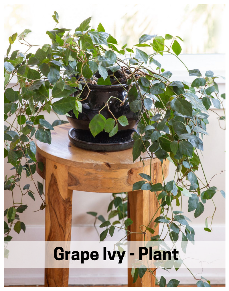 Plantogallery Grape Ivy - Plant
