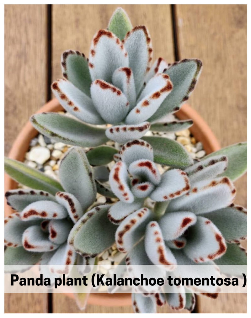 Plantogallery Panda plant (Kalanchoe tomentosa ) succulent plant