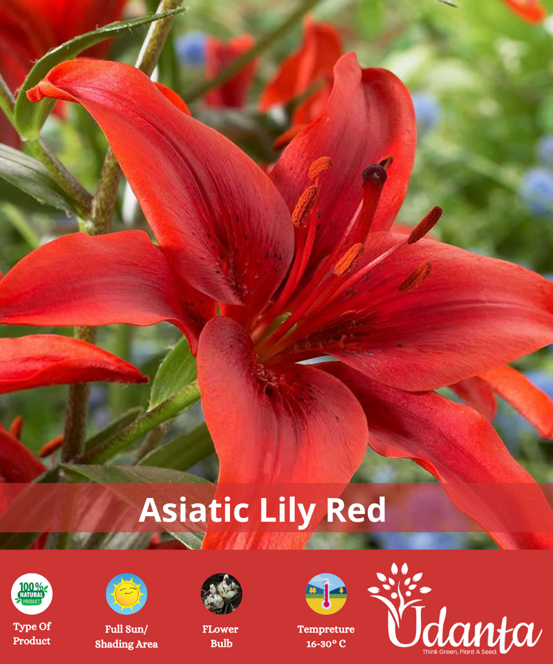RED-ASIATIC-LILY-FLOWER-BULB-BY-UDANTA
