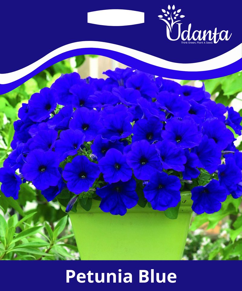 Plantogallery Petunia blue colour F1 hybrid flower pack of 20 seeds