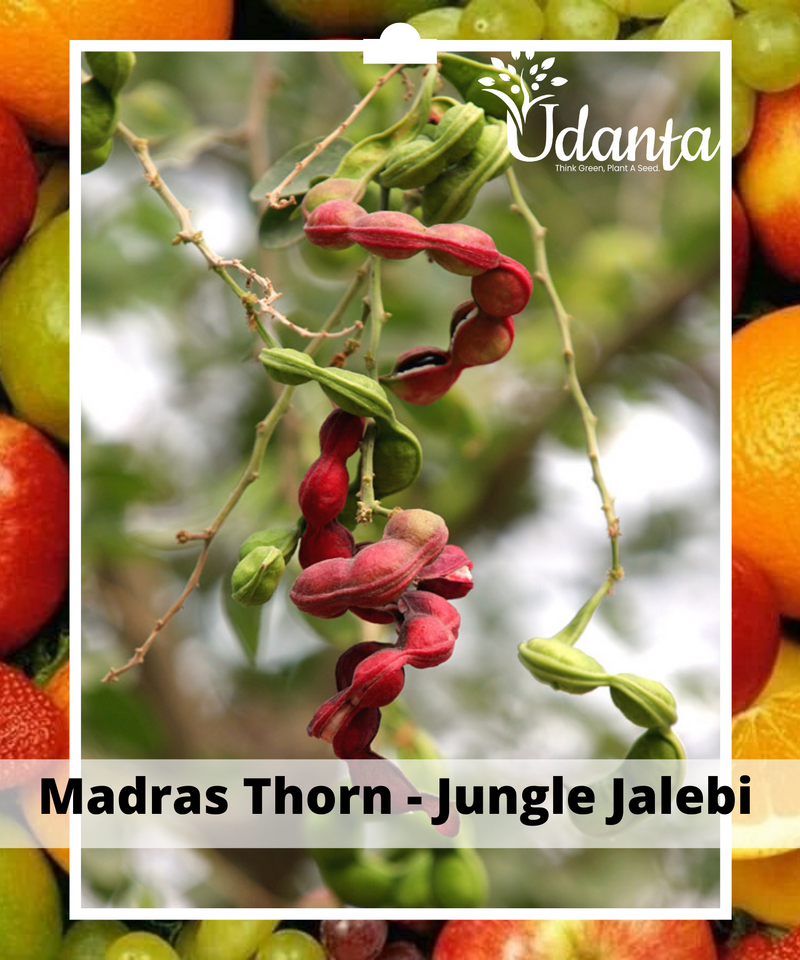 Plantogallery  Madras Thorn - Jungle Jalebi  Plants Seeds