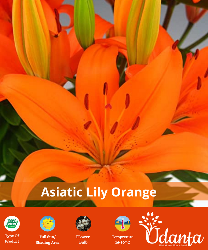 asiatic-lily-flower-bulbs-udanta