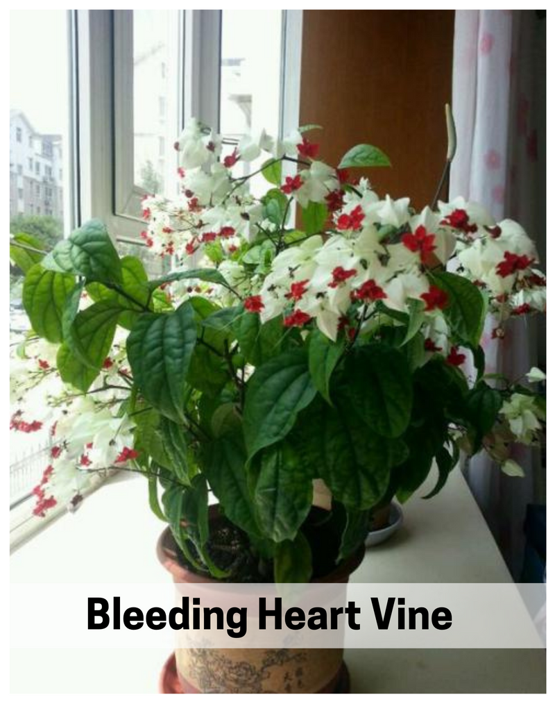 Plantogallery  I Bleeding Heart Vine Flower Plant For All Season