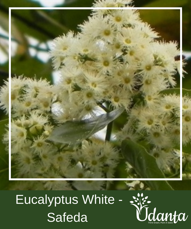 Plantogallery I Eucalyptus White - Safeda Plants Seeds For Home Gardening