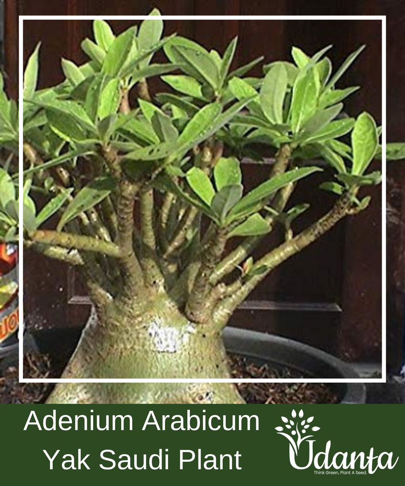 Plantogallery I Adenium Arabicum Yak Saudi Plant Seeds