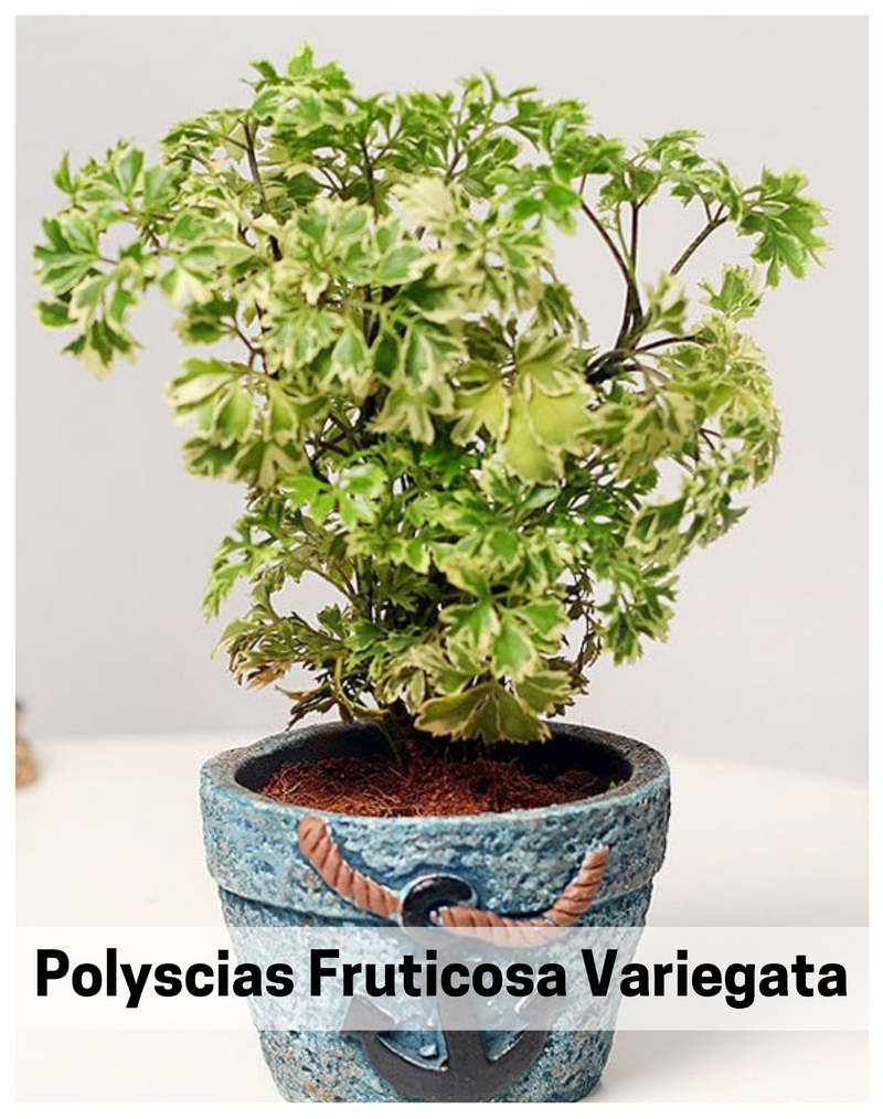 Polyscias-Fruticosa-Variegata-Aralia-Variegated-Mini-Indoor-Plants