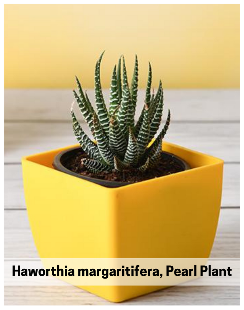Plantogallery Haworthia margaritifera, Pearl Plant - Succulent Plant