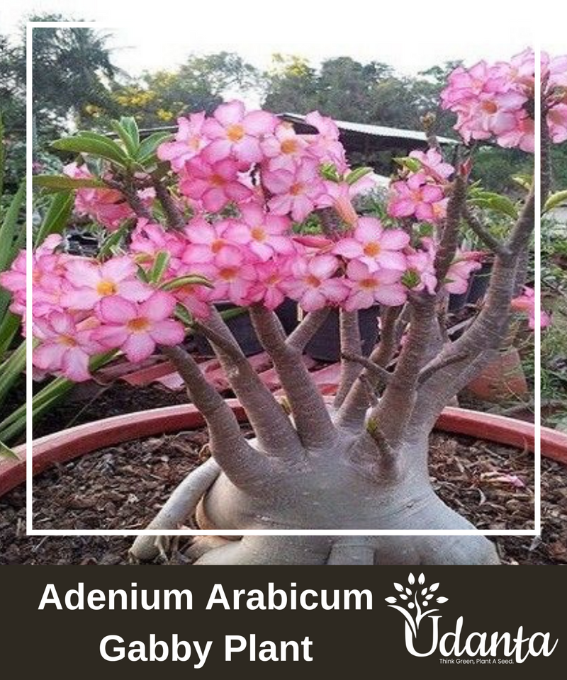 Plantogallery  I Adenium Arabicum Gabby Plant Seeds