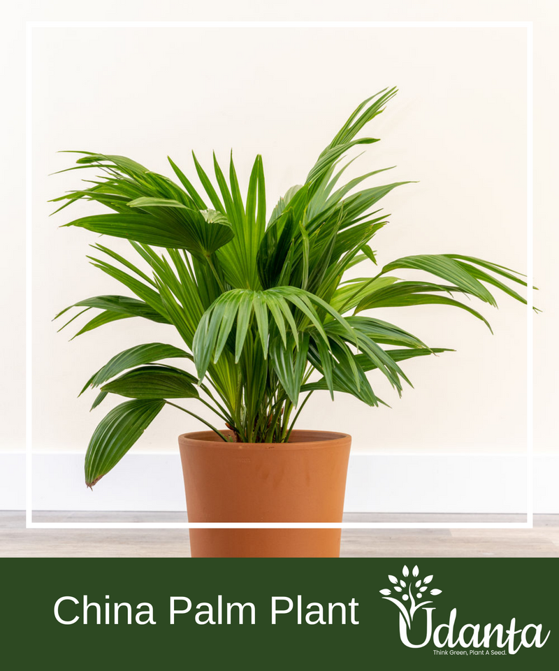 Plantogallery I China Palm Plants Seeds For Home Gardening