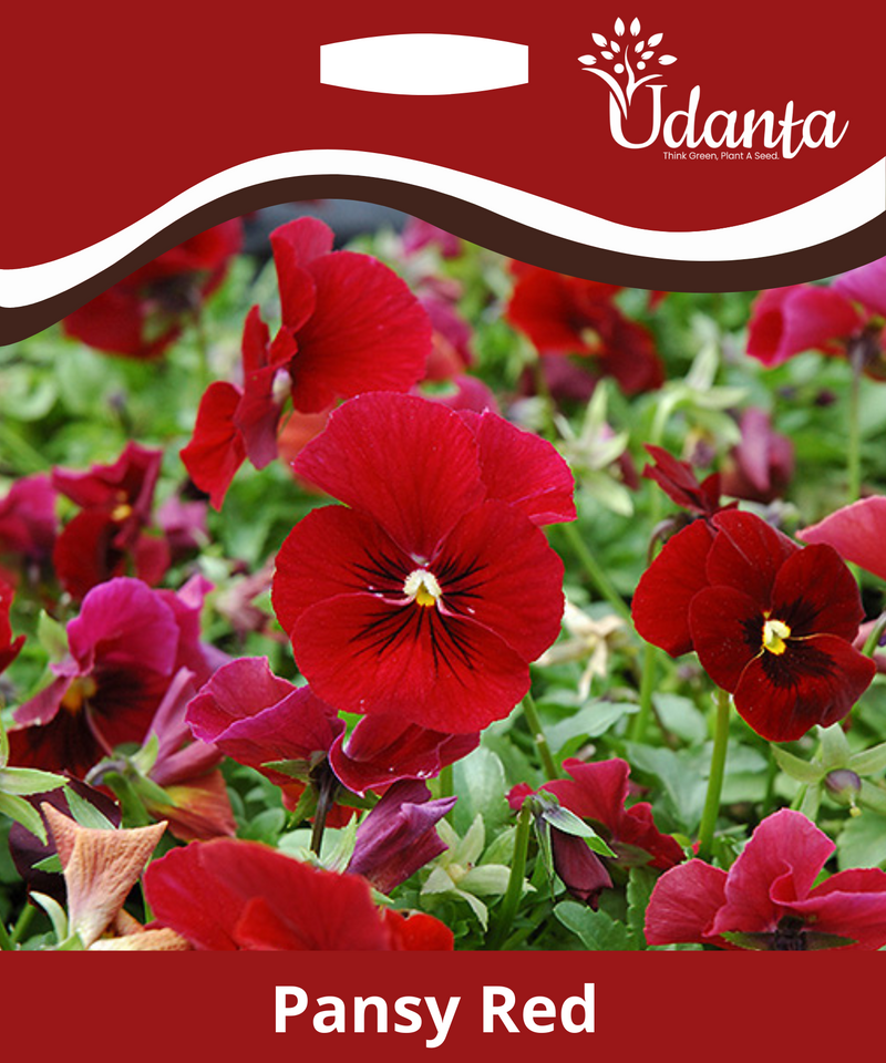 Plantogallery  Pansy Red Hybrid Flower Seeds