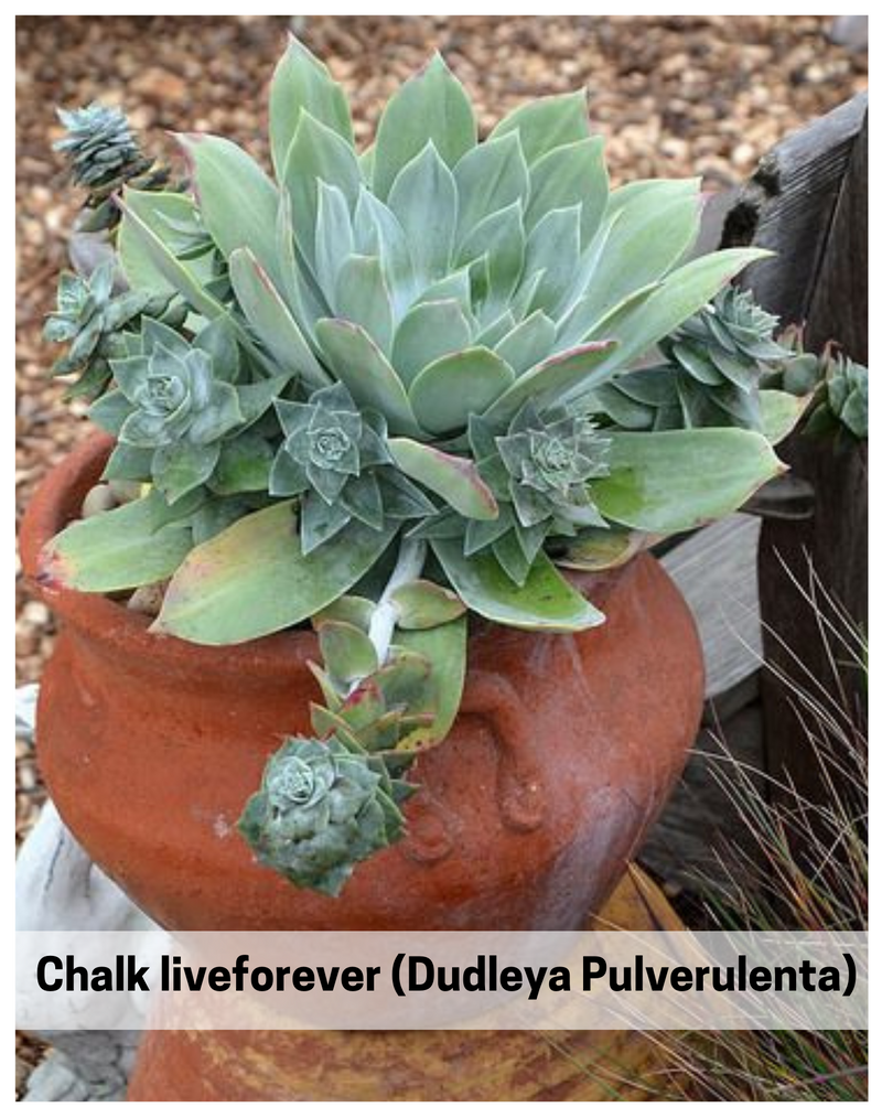 Plantogallery Chalk liveforever (Dudleya Pulverulenta) succulent plant