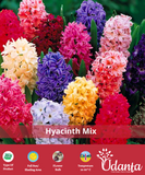 Hyacinth "Mix" Imported Flower Bulbs - Pack of 5 Bulbs By Plantogallery