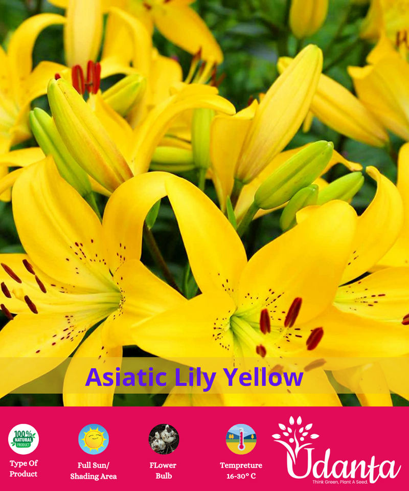 YELLOW-ASIATIC-LILY-FLOWER-BULBS-BY-UDANTA