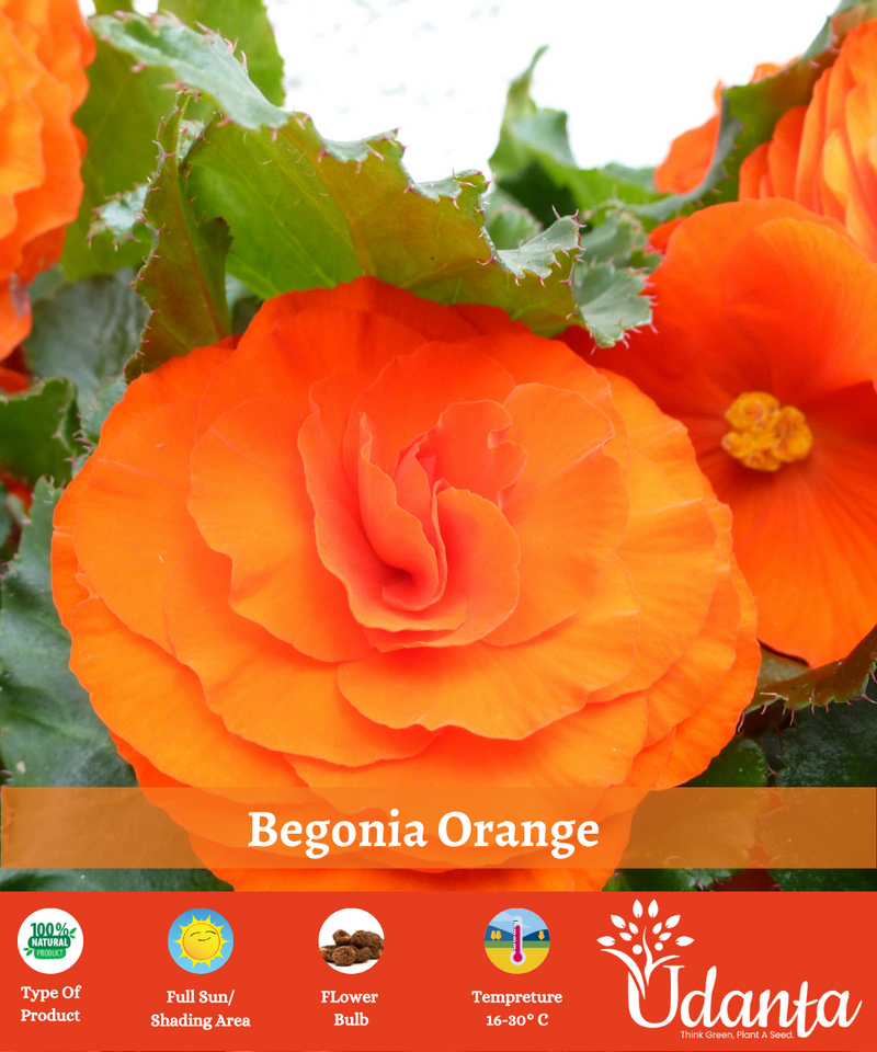 Plantogallery I Begonia Double Orange Exotic Flower Bulbs For Home Gardening (5 Bulbs Orange)