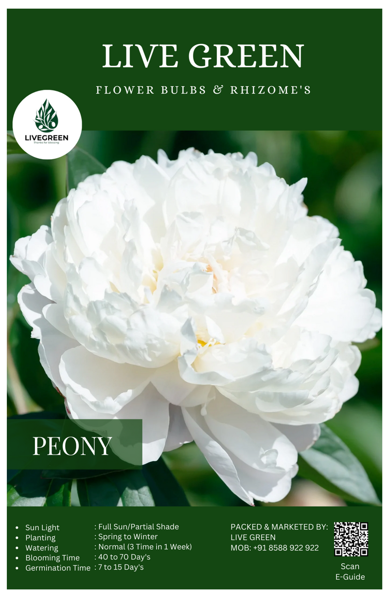 Peony "Duchesse De Nemours" Imported Bulbs - Set of 1pcs (White) By Live Green