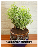 Aralia-Green-Miniature-for-Indoor-Plant-plantogallery