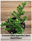 Plantogallery Crassula hybrid 'Imperialis’( Giant Watch Chain) succulent plant