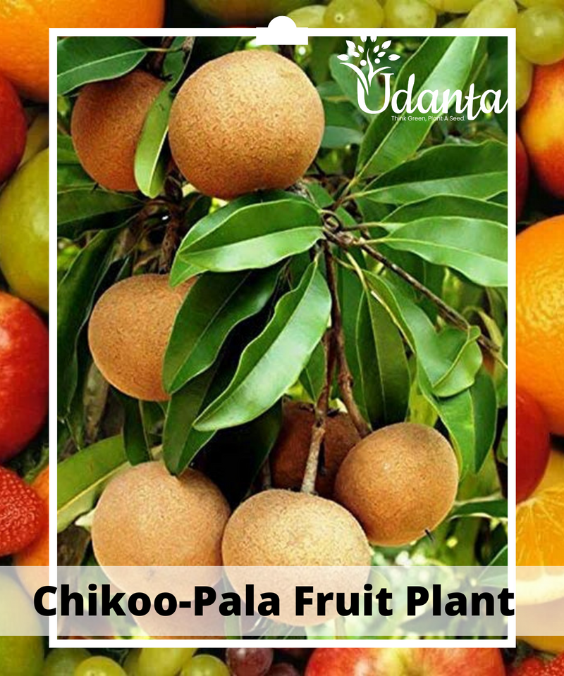 Plantogallery I Chikoo-Pala Fruit Plant Grafted Fruit Plants