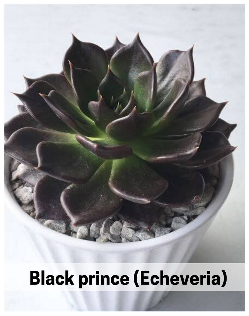 Plantogallery Black prince (Echeveria)  succulent home plant