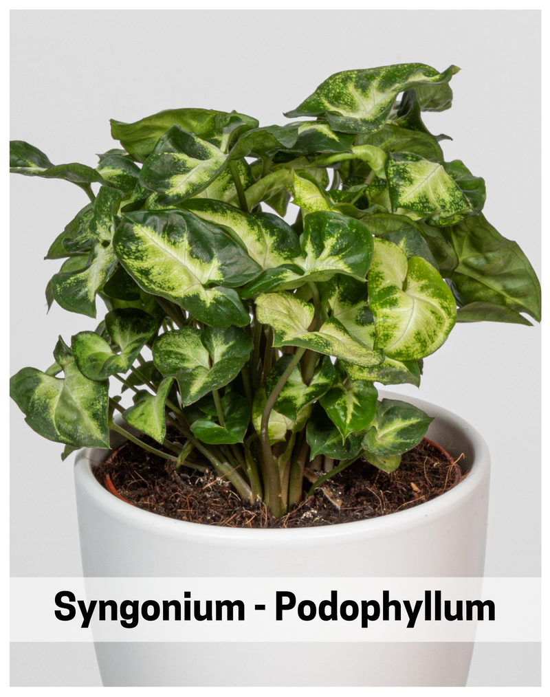 Plantogallery  Syngonium - Podophyllum Air Purifying Indoor Plants