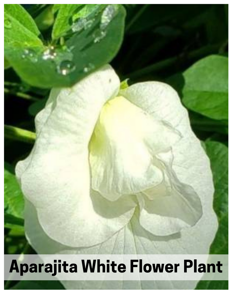 Plantogallery  Aparajita White Flower Plant For Spring Season