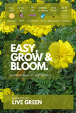 Live Green Imported Seeds - Marigold Tagetes Nano Giallo Yellow Flower Seeds - Pack of 2gm Seeds
