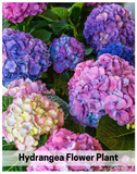 Plantogallery Hydrangea Flower Plant For Home Gardening