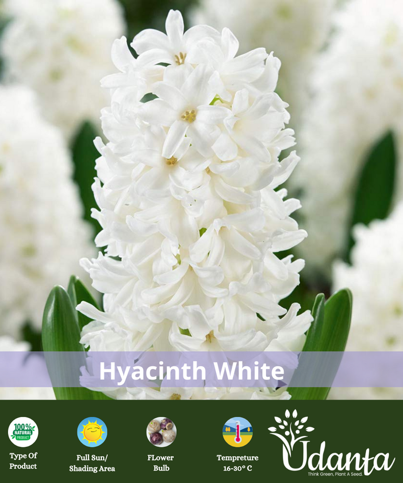 hyacinth-flower-bulb-plantogallery