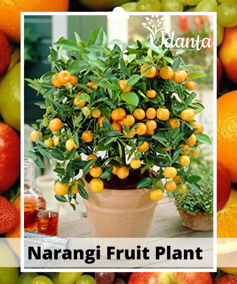 Plantogallery  Narangi Fruit Plant