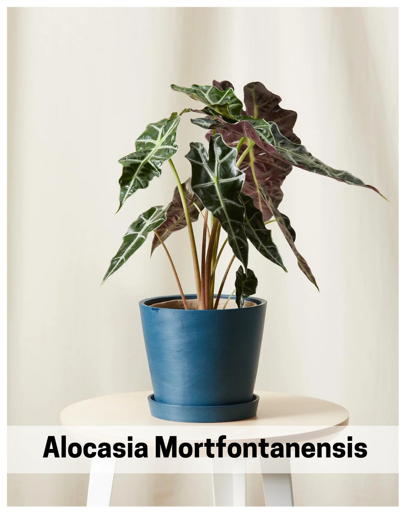alocasia-mortfontanensis-indoor-plant