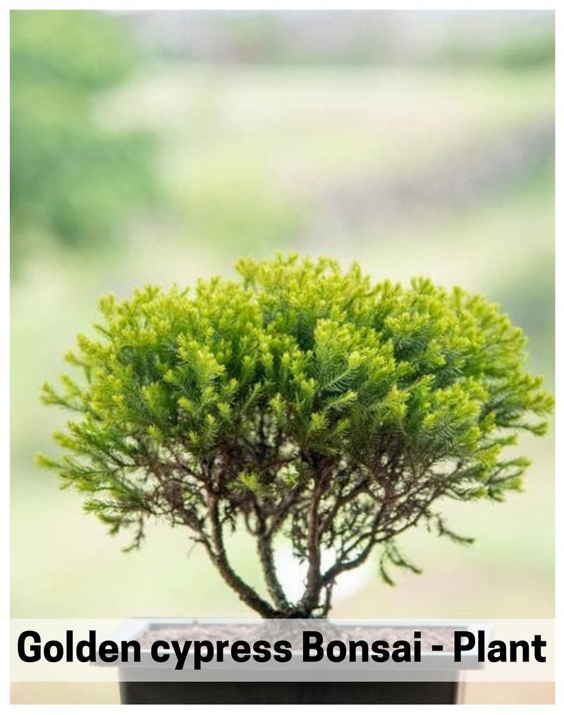 Plantogallery Golden cypress Bonsai - Plant