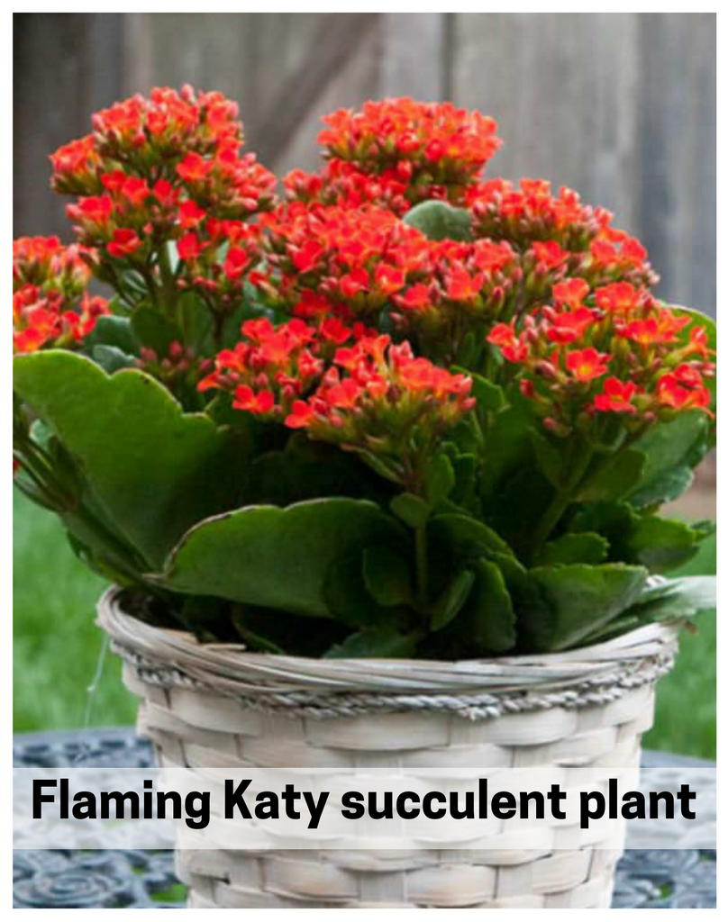 Plantogallery  Flaming katy  succulent plant