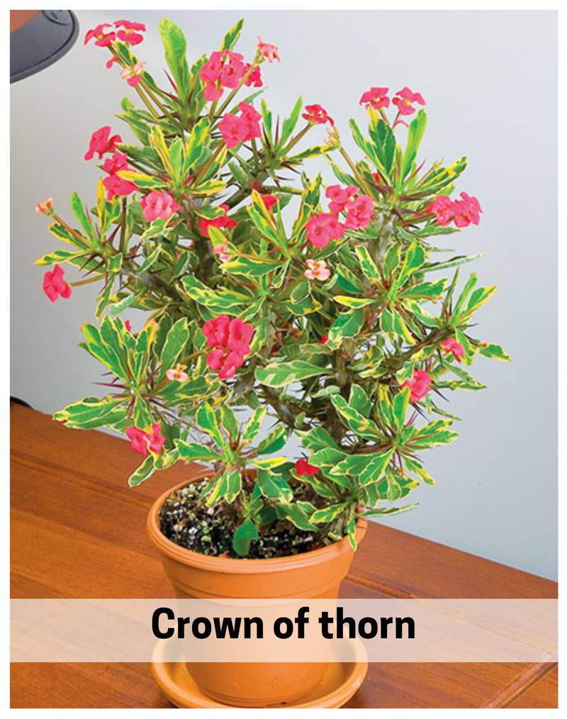 Plantogallery Crown of thorns succulent plants
