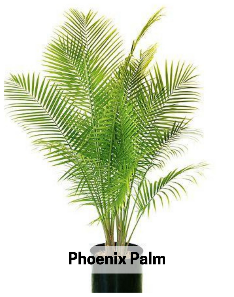 Plantogallery Phoenix Palm Indoor & Outdoor Plants Air Purifier Plant For Home