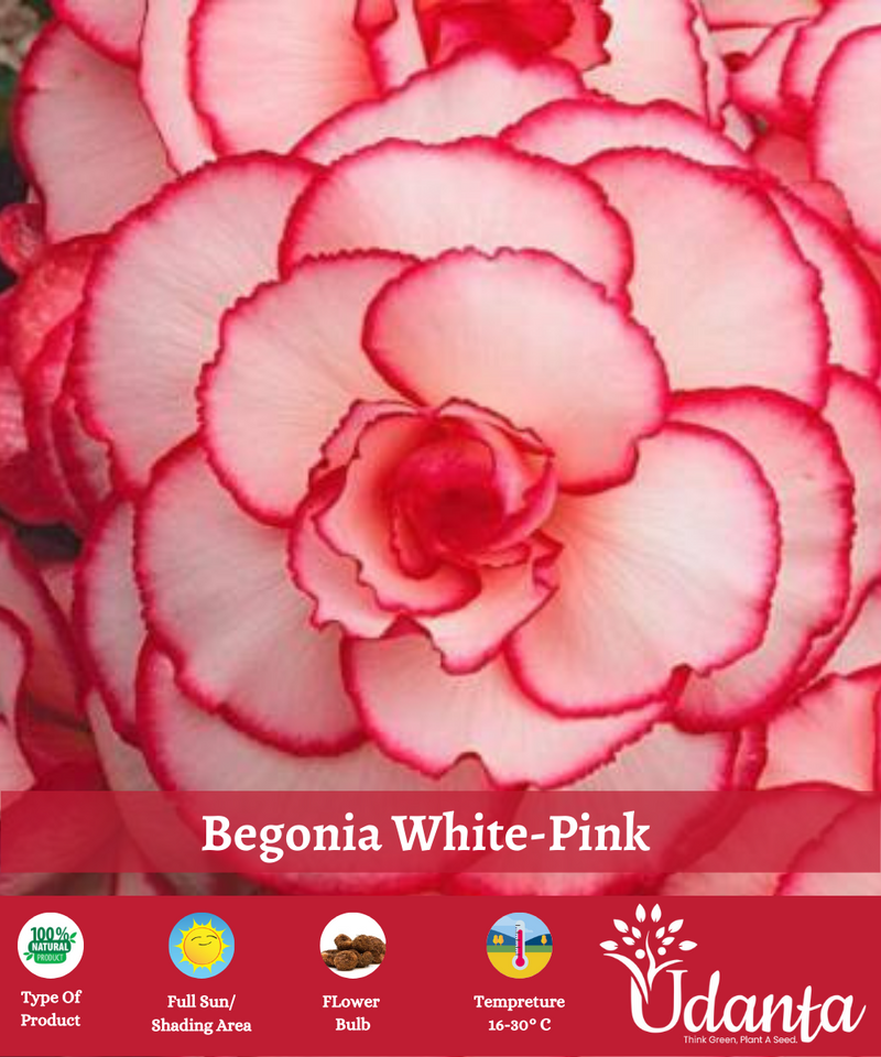 Plantogallery I Begonia White-Pink Exotic Important flower Bulbs For Home Gardening-(Pack of 5 Bulbs Double Pink-White)