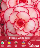 Plantogallery I Begonia White-Pink Exotic Important flower Bulbs For Home Gardening-(Pack of 5 Bulbs Double Pink-White)