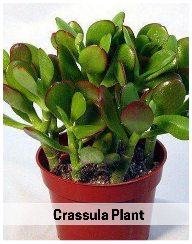 Plantogallery  Crassula Plant for Gifting Purpose
