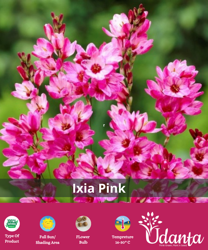 Ixia-pink-flower-bulb-plantogallery
