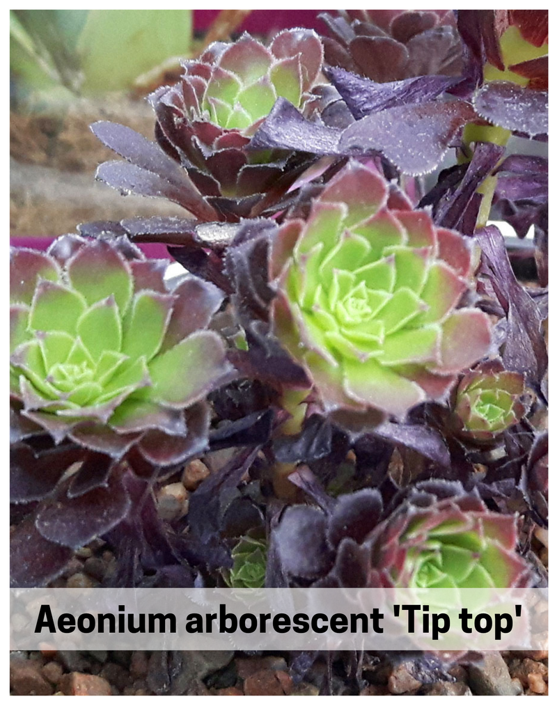 Plantogallery  Aeonium arborescens 'Tip top' succulent plant