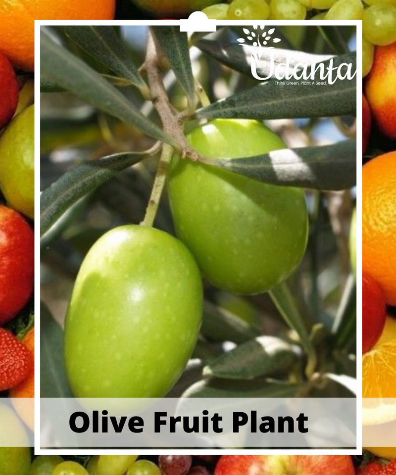 Plantogallery  Olive Fruit Plant Grafted Fruit Plants