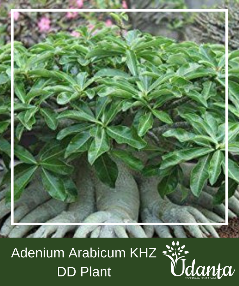 adenium-khz-plant-seed