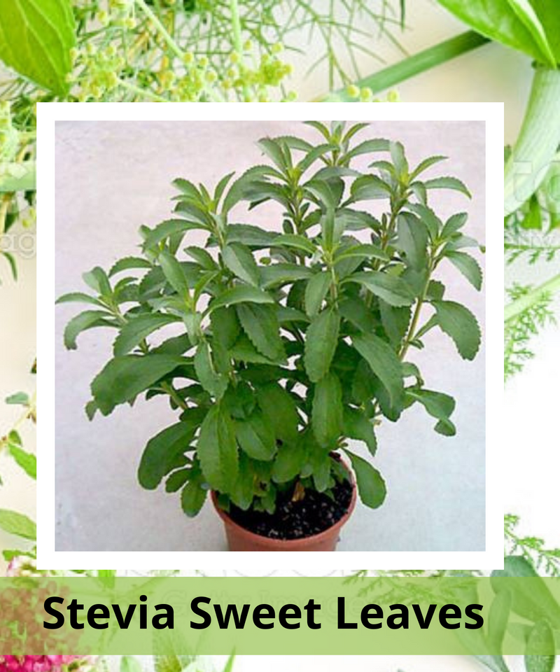 Plantogallery Stevia Sweet Leaves Herb Plant