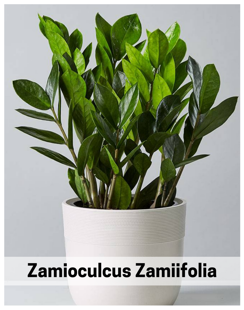 Plantogallery Zamioculcus Zamiifolia Best Air Purifying Indoor Plants