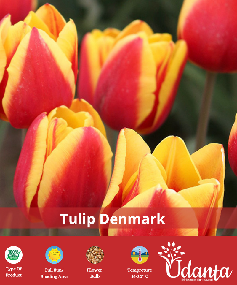 Tulip "Denmark" Imported Flower Bulbs - Pack of 5 Bulbs By Plantogallery