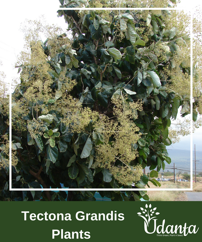 Plantogallery Tectona Grandis Plants Seeds