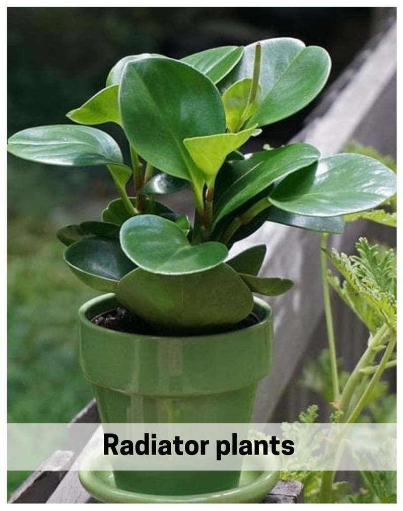 Plantogallery  Radiator plants Peperomia Green Indoor Plants