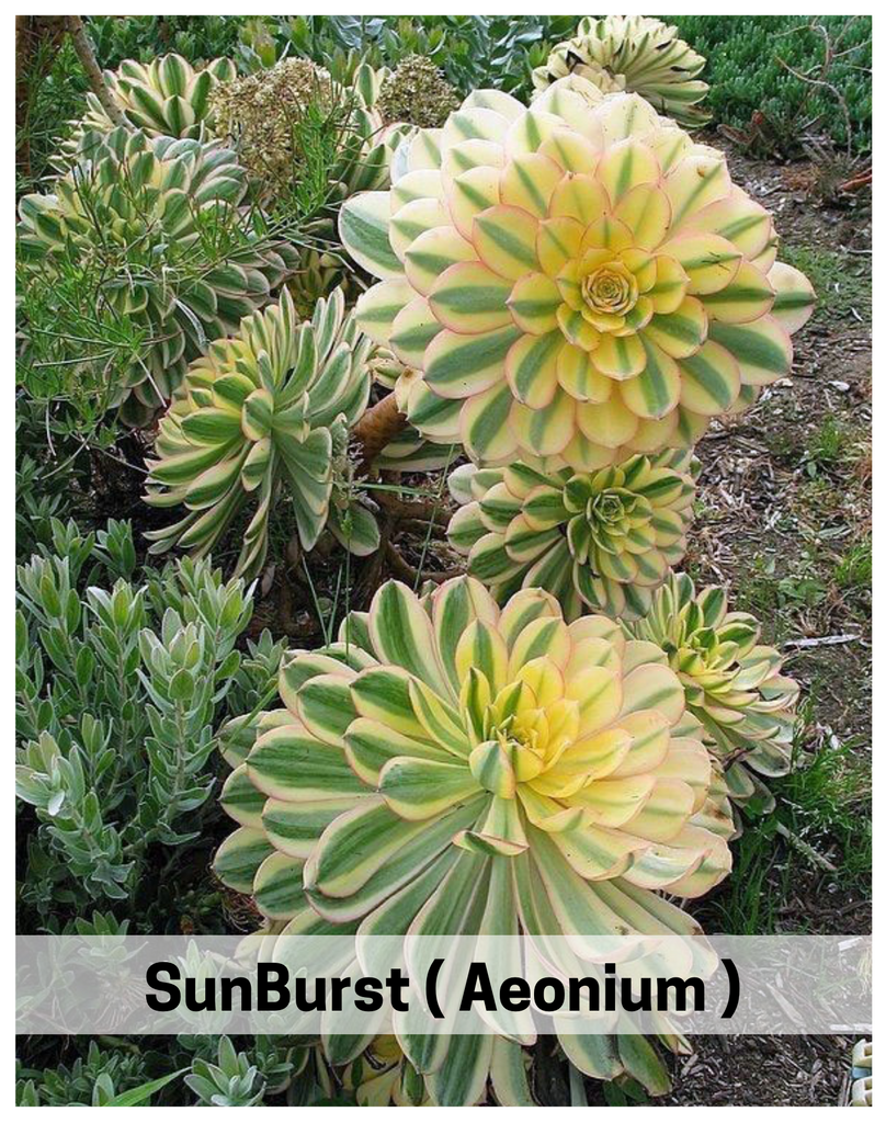 Plantogallery Sun burst  ( Aeonium ) succulent plant