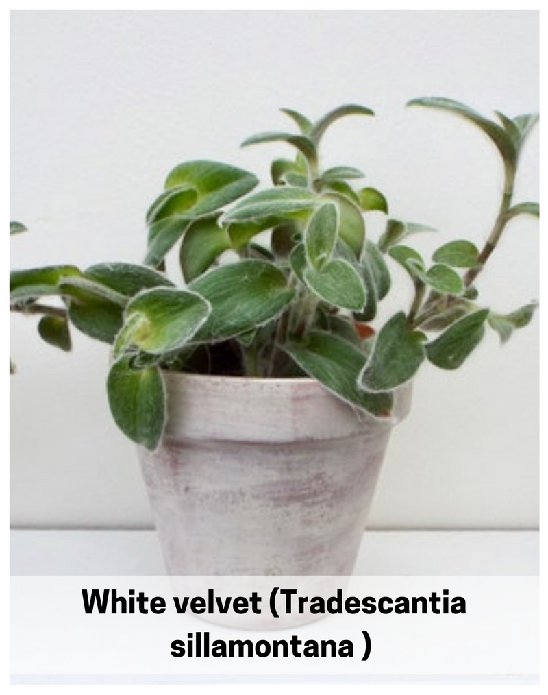 Plantogallery  White velvet (Tradescantia sillamontana ) succulent house plant